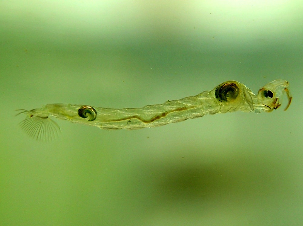 Живой корм для аквариумных рыб