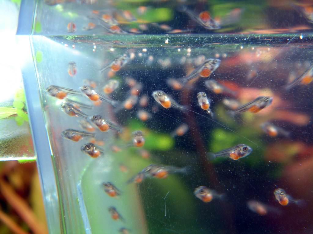 скалярии размножение и уход