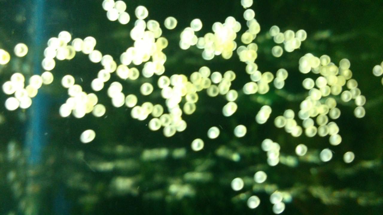 Рыбки лабео: содержание, уход, размножение