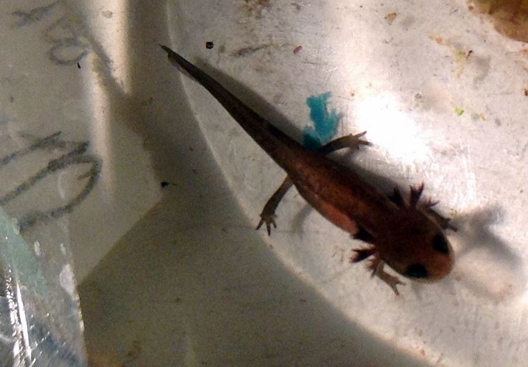 Краснобрюхий тритон в аквариуме