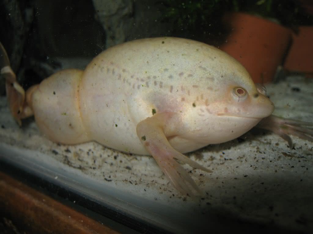 Аквариумная лягушка правила содержания и ухода