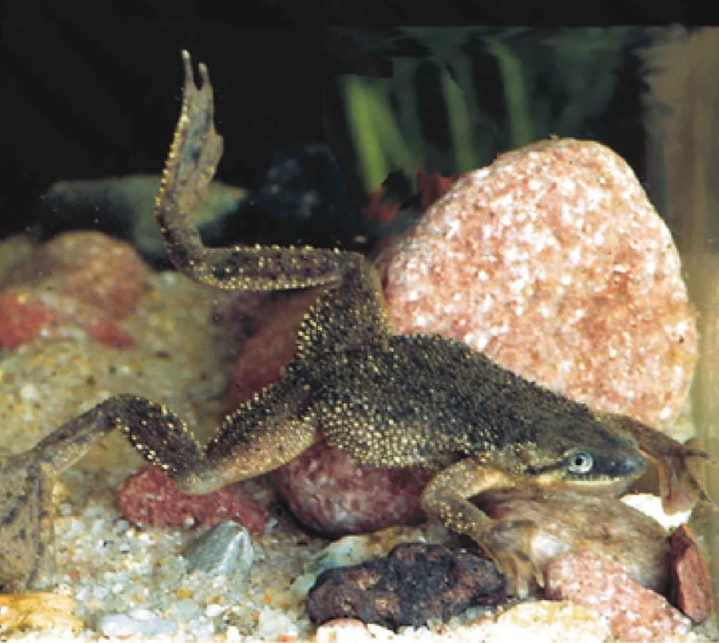 Аквариумная лягушка правила содержания и ухода