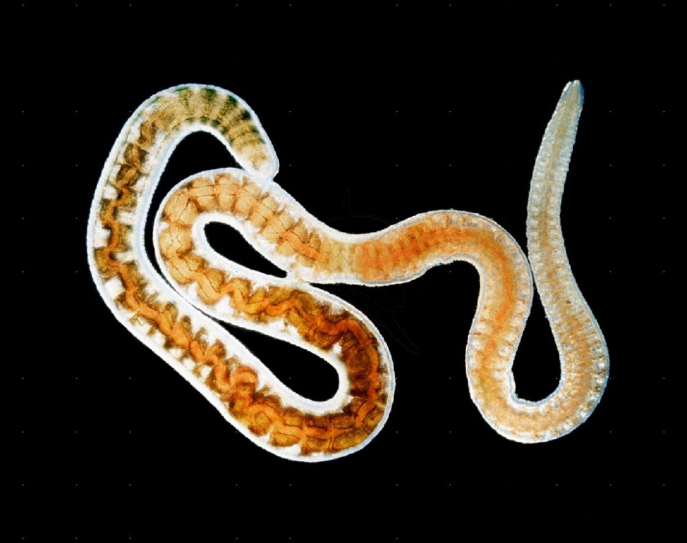 Живой корм для аквариумных рыб