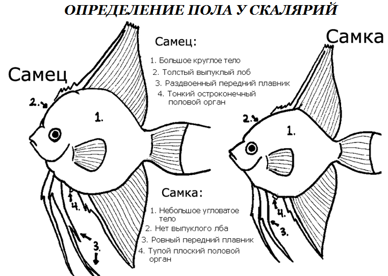 скалярии размножение
