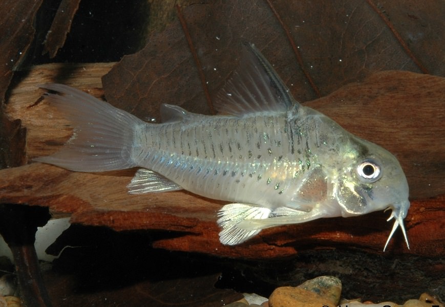 Аквариумные рыбки сомики: коридорасы и самые маленькие сомики