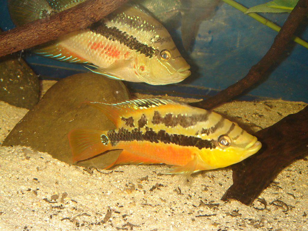 Цихлазома сальвини маленький агрессор
