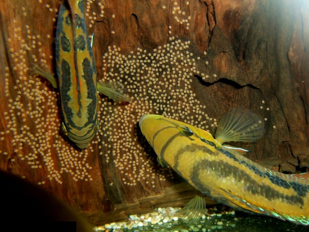 Цихлазома сальвини маленький агрессор