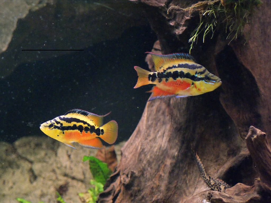 Цихлазома сальвини маленький агрессор
