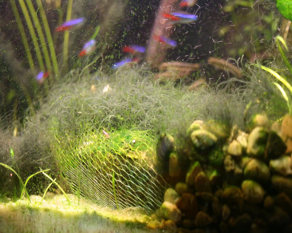 Водоросли в аквариуме как бороться