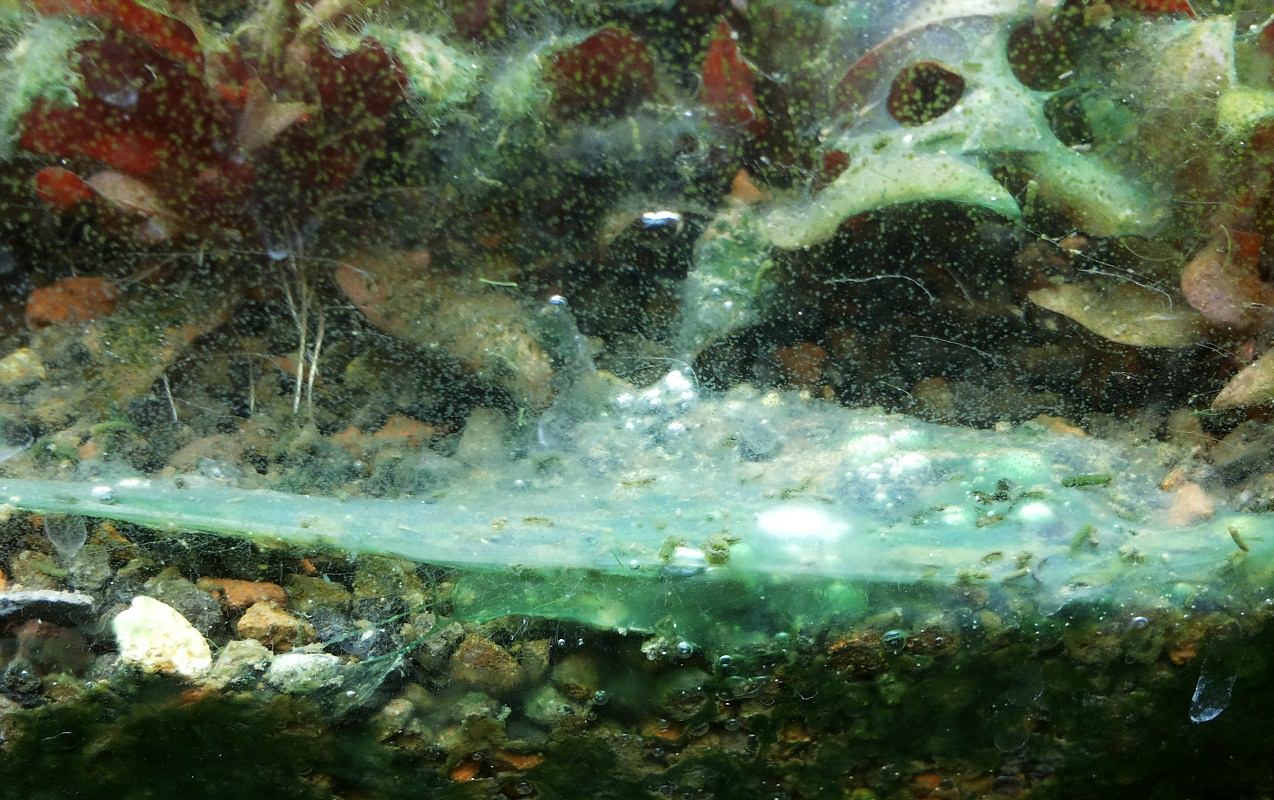 Водоросли в аквариуме как бороться