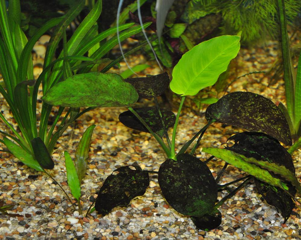 Водоросли в аквариуме как бороться