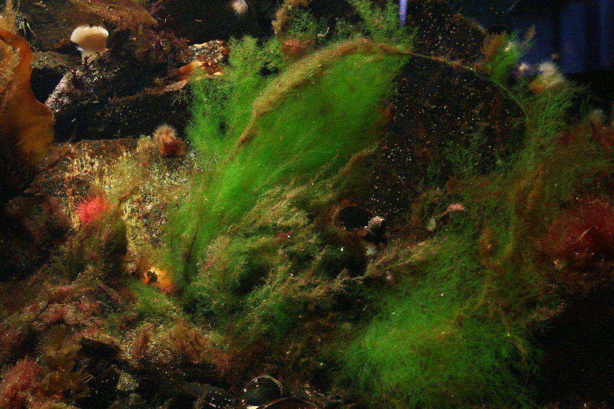 Водоросли в аквариуме как бороться