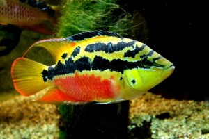 Цихлазома сальвини маленький агрессор