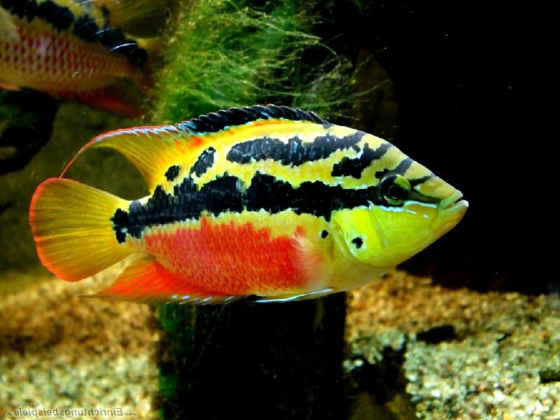 Цихлазома сальвини маленький агрессор