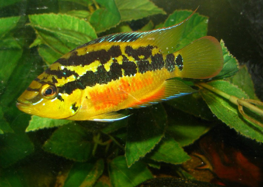 Цихлазома сальвини маленький агрессор