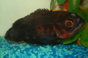 плавниковая гниль