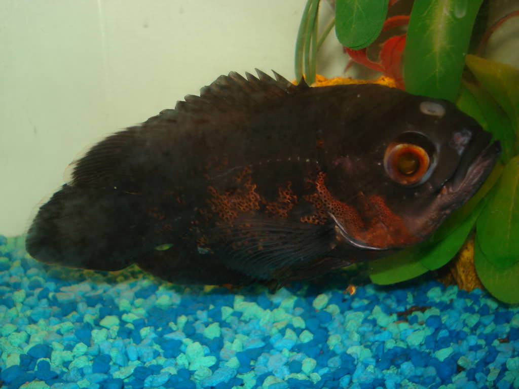 плавниковая гниль