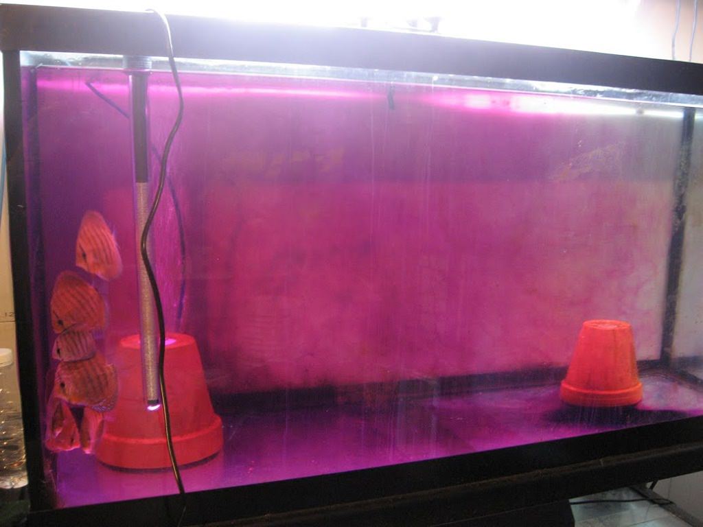 плавниковая гниль лечение