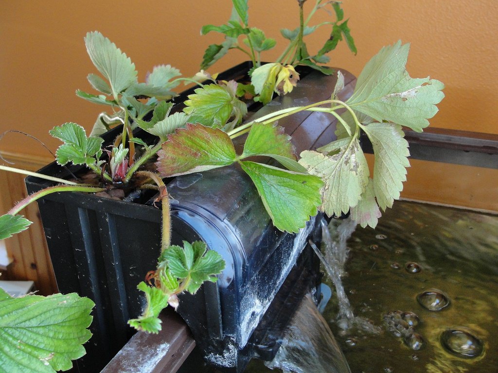 фитофильтр своими руками