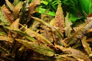 Криптокорина Вендта в аквариуме