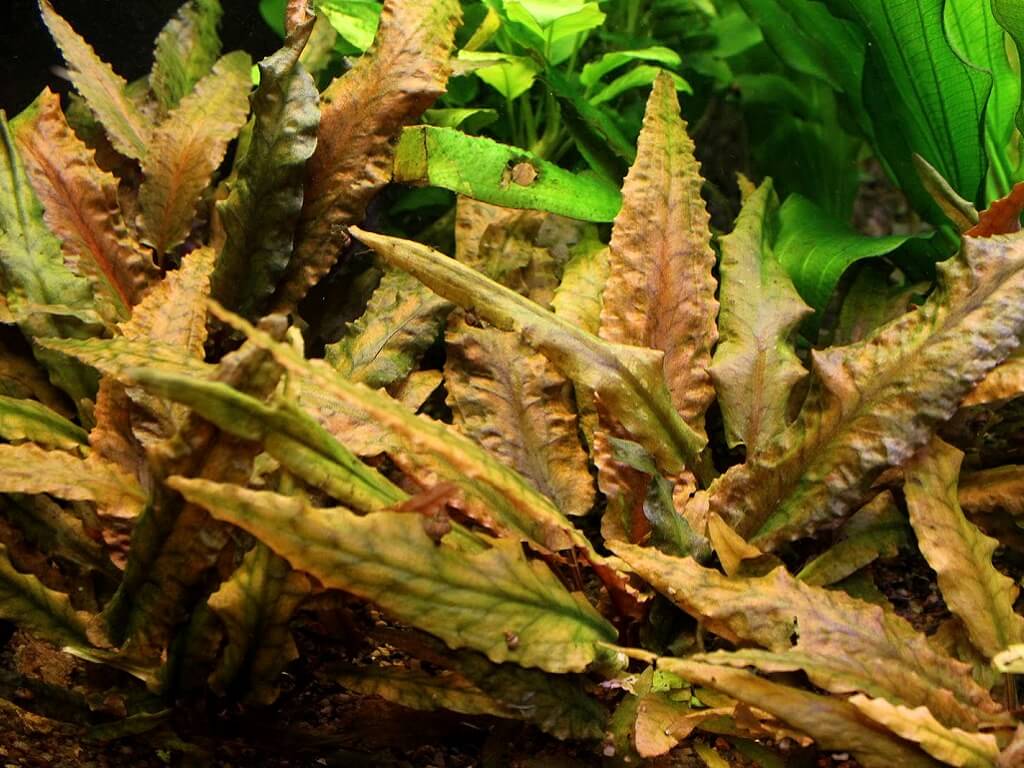 Криптокорина Вендта в аквариуме