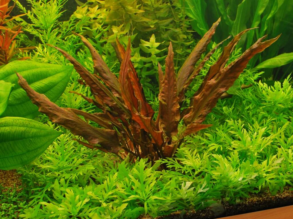 Криптокорина Вендта в аквариуме