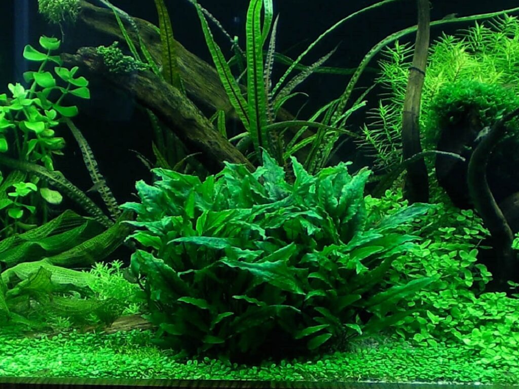 Криптокорина Вендта в аквариуме