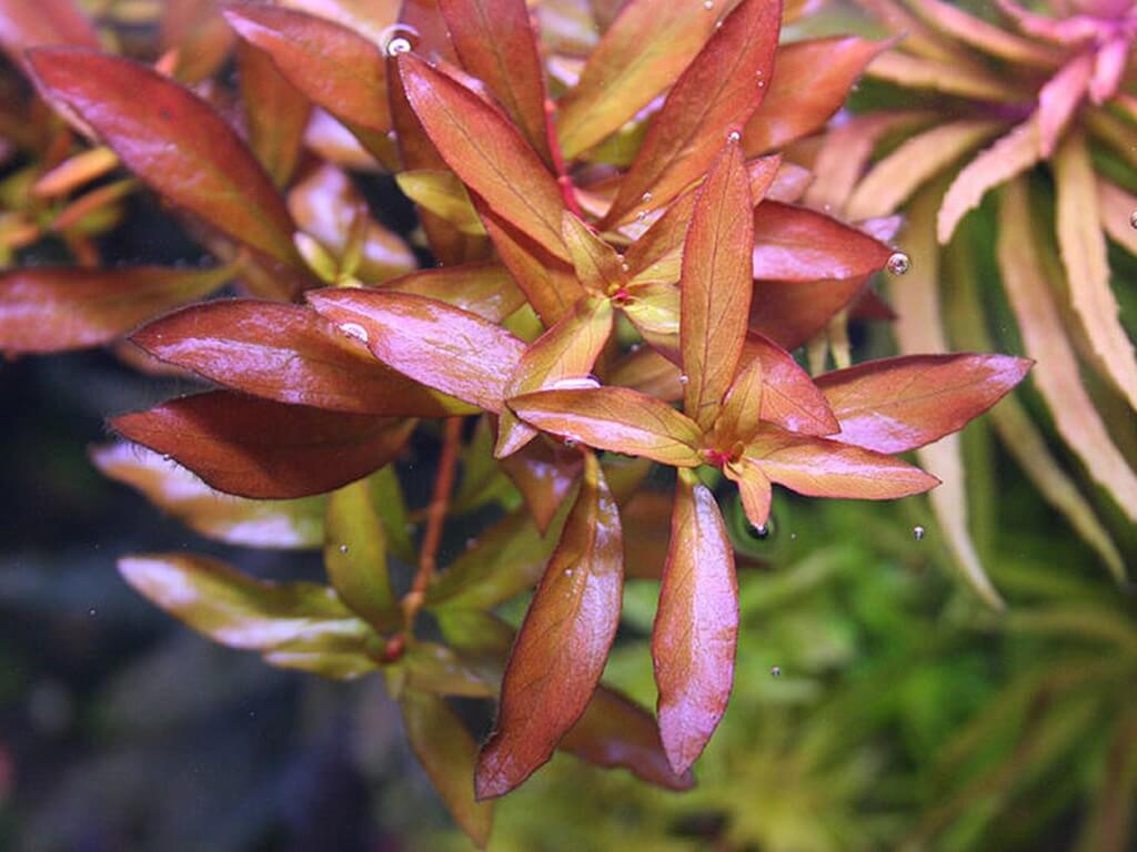 людвигия болотная