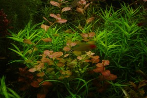 людвигия в аквариуме