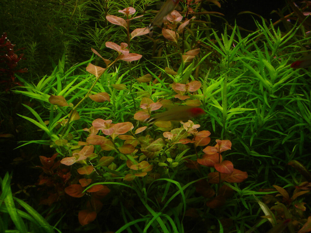 людвигия в аквариуме