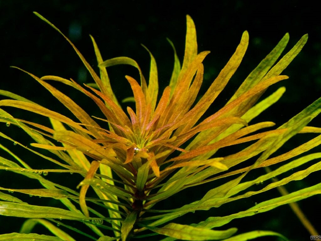 людвигия в аквариуме