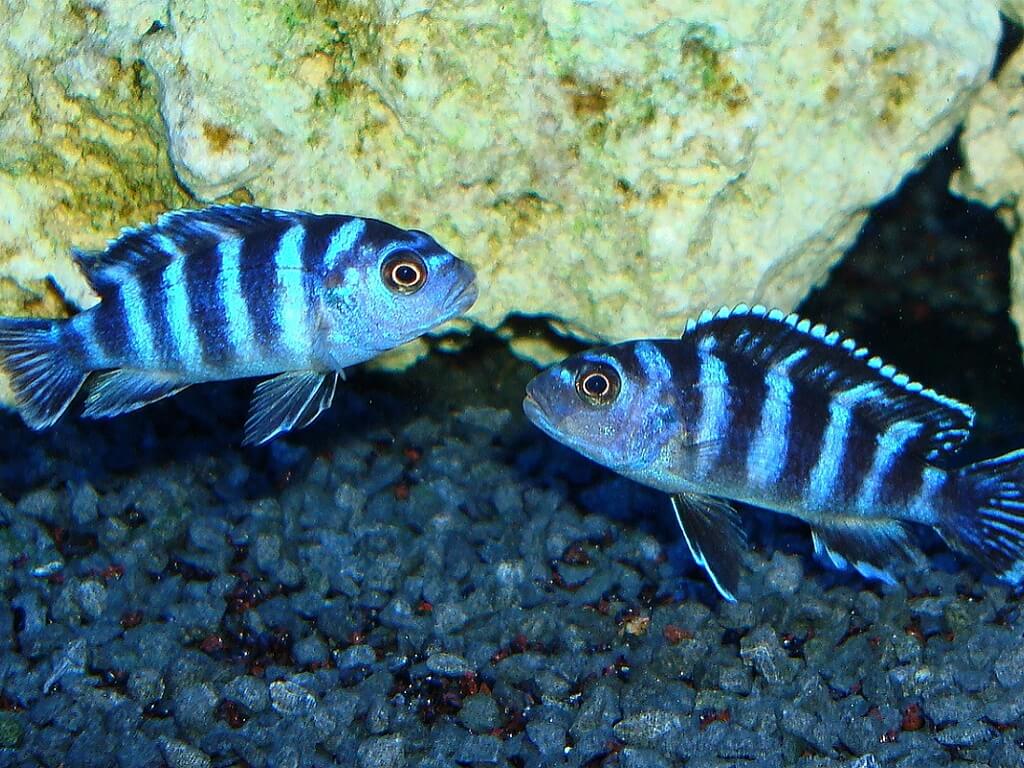 Псевдотрофеус демасони