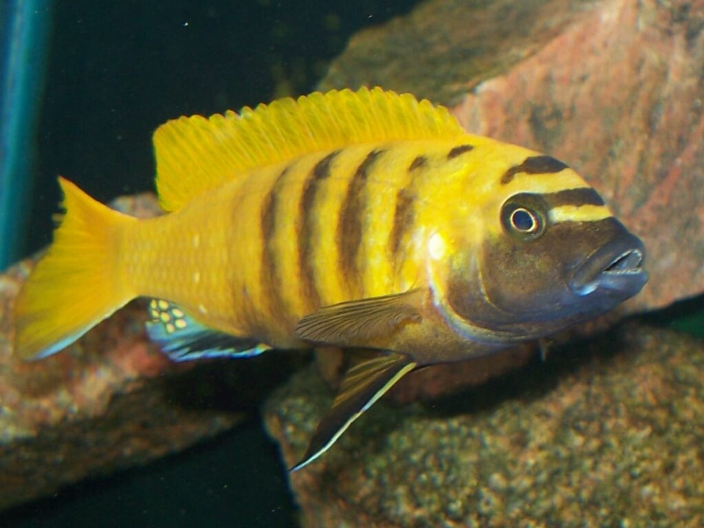 псевдотрофеус зебра