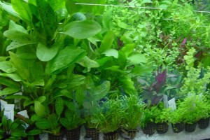 удобрения для аквариумных растений своими руками