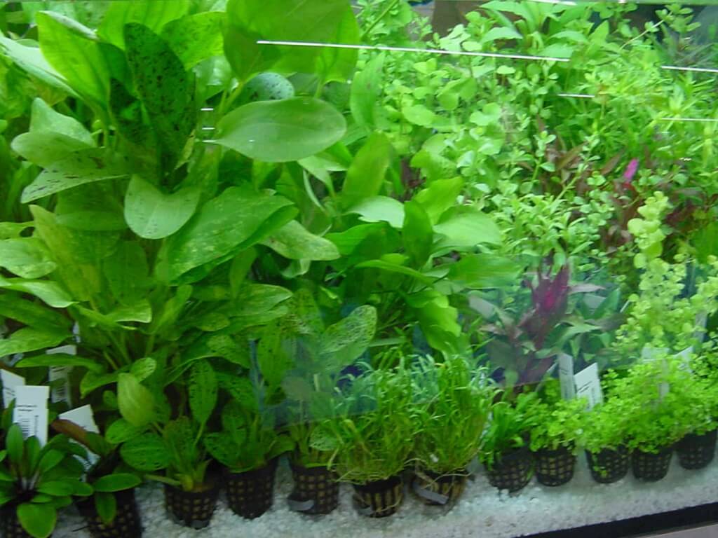 удобрения для аквариумных растений своими руками