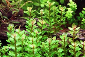 Ротала индийская