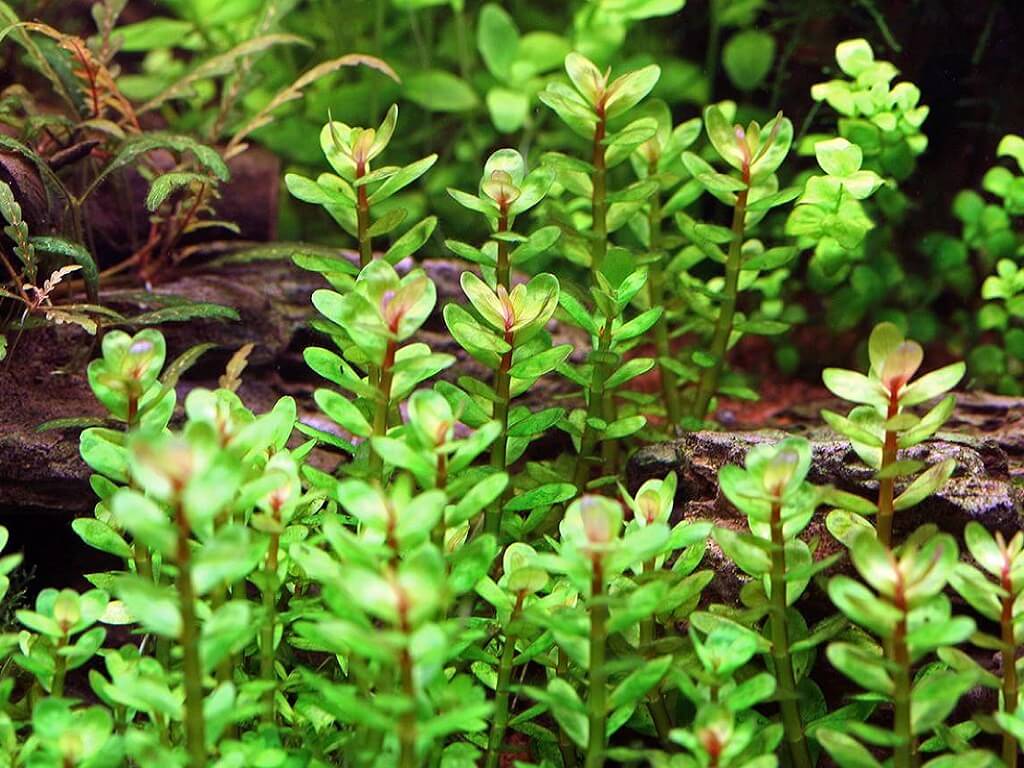 Ротала индийская