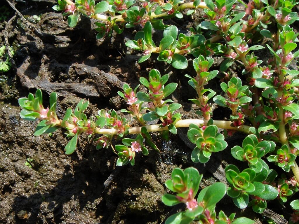 Ротала индийская