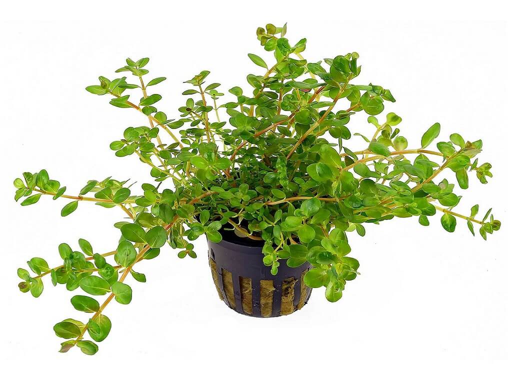 Ротала индийская