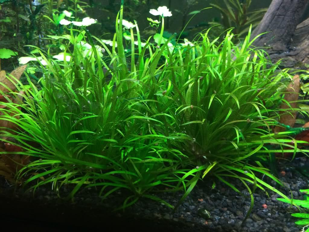 бликса японская