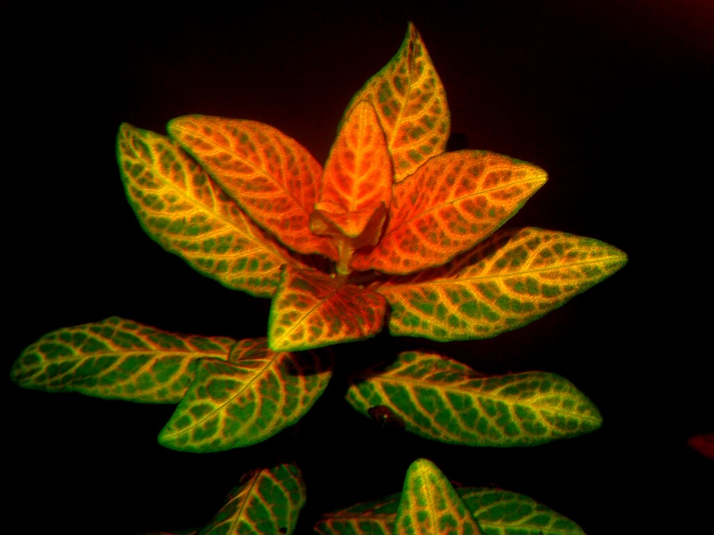 гигрофила многосеменная