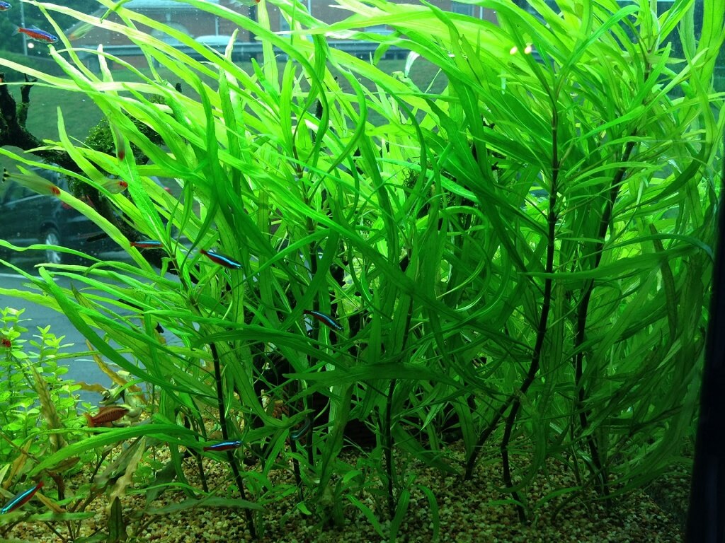 гигрофила иволистная