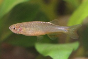 Данио розовый содержание и размножение