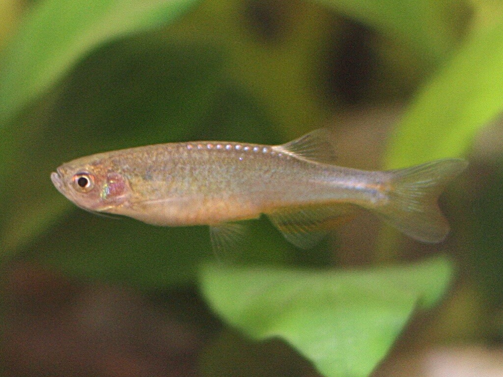 Данио розовый содержание и размножение