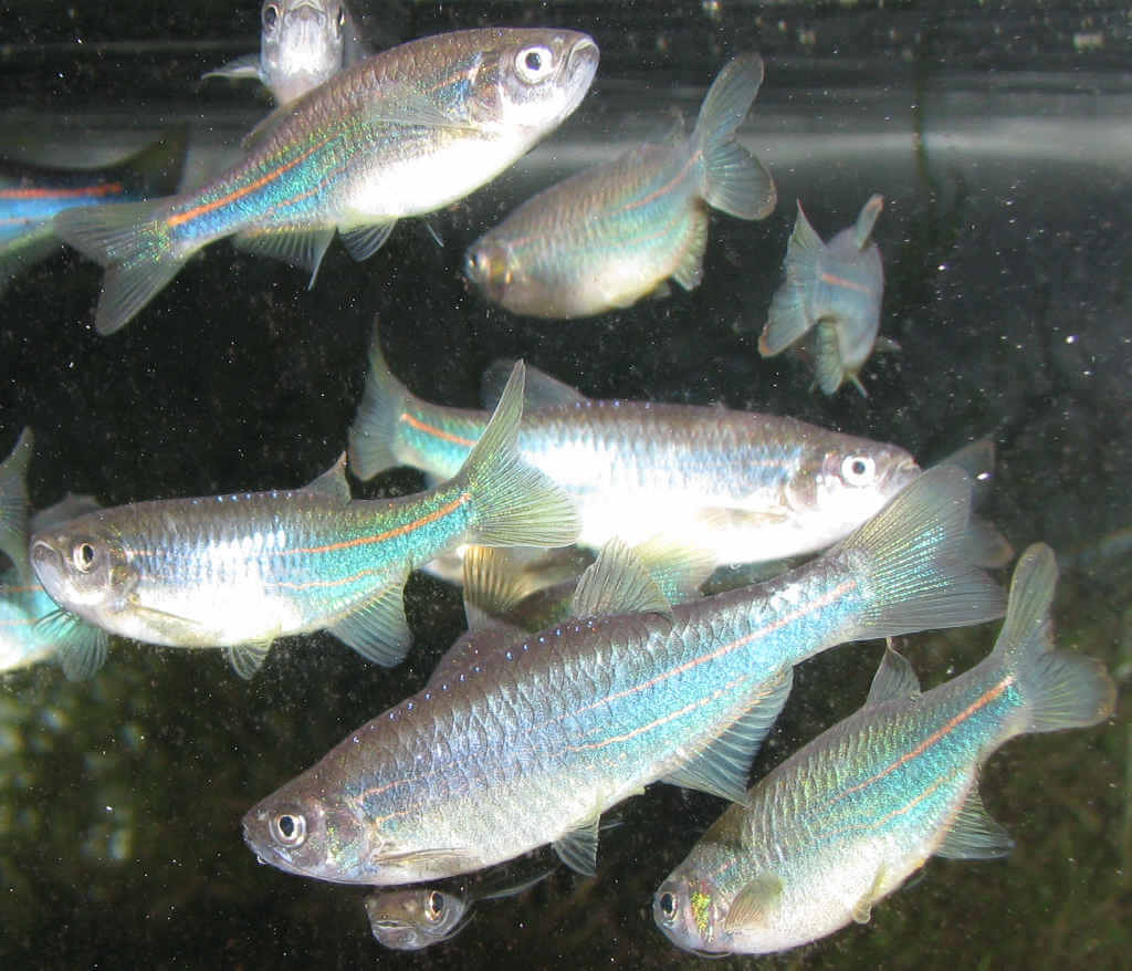 Данио розовый содержание и размножение