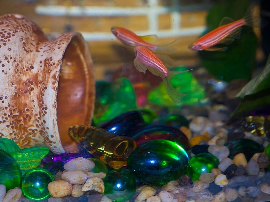 Данио розовый содержание и размножение