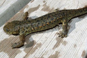 испанский тритон