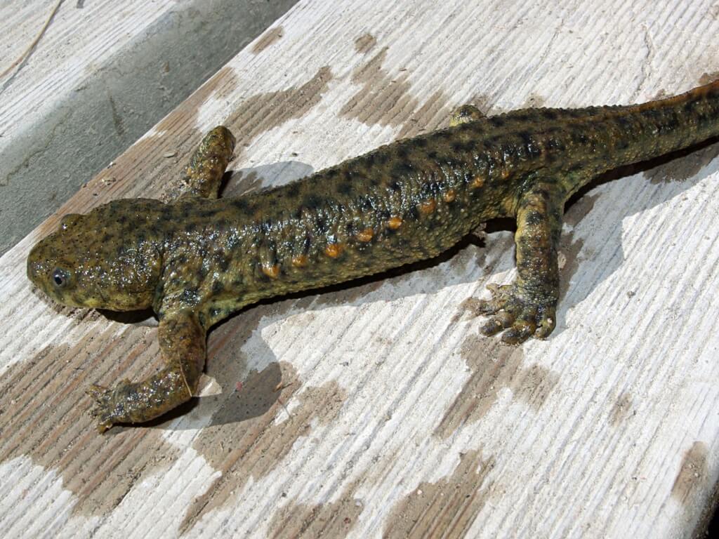 испанский тритон