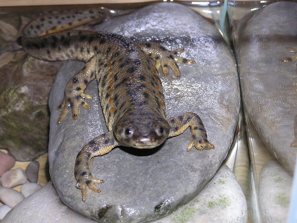 испанский тритон