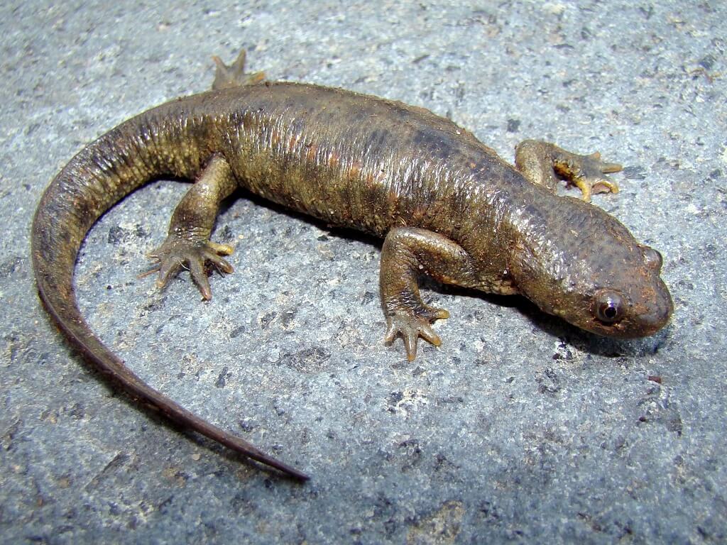 испанский тритон